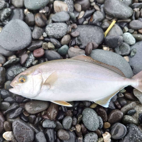 ショゴの釣果