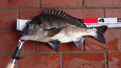 クロダイの釣果