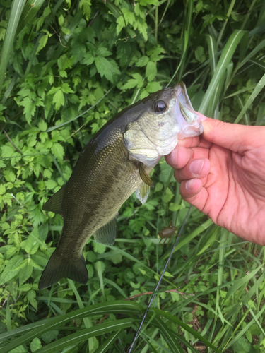 ブラックバスの釣果