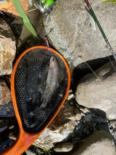 イワナの釣果