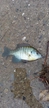 ブルーギルの釣果