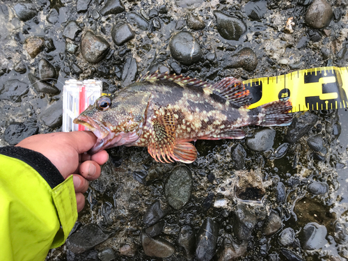 カサゴの釣果