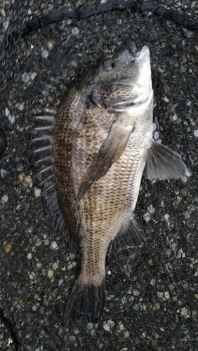 チヌの釣果