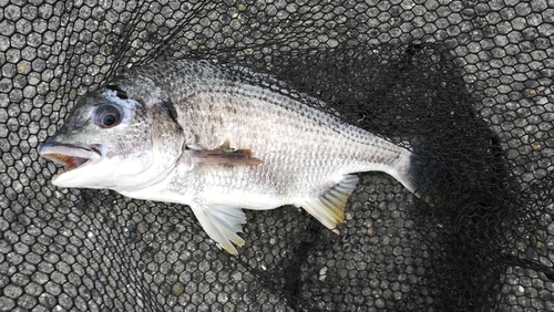 キビレの釣果