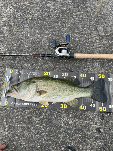 ブラックバスの釣果