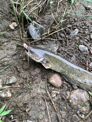 ナマズの釣果