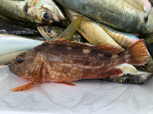 カサゴの釣果