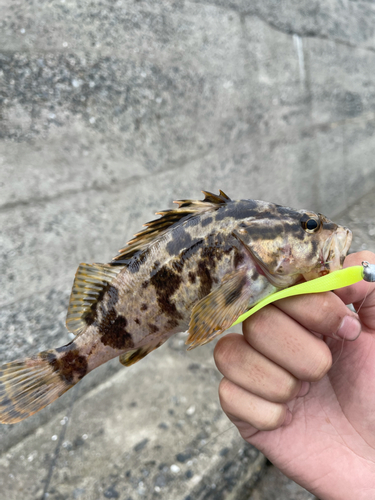 タケノコメバルの釣果