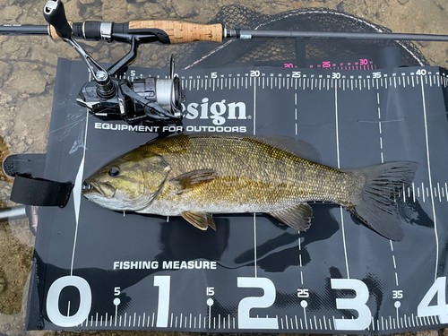 スモールマウスバスの釣果