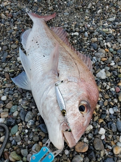 タイの釣果