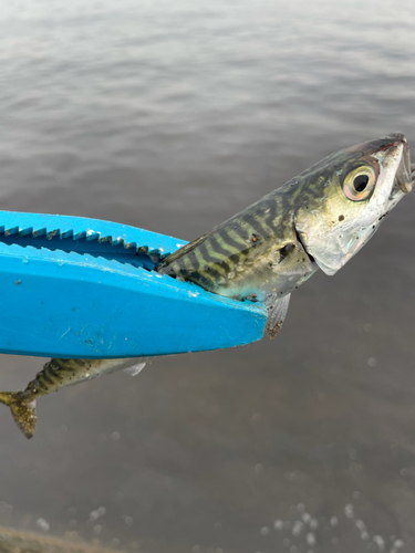 サバの釣果