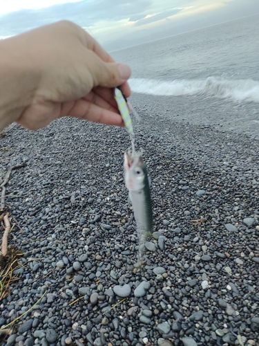 オオモンハタの釣果