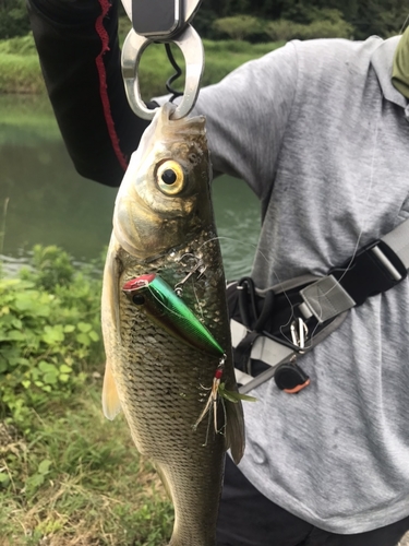 ニゴイの釣果