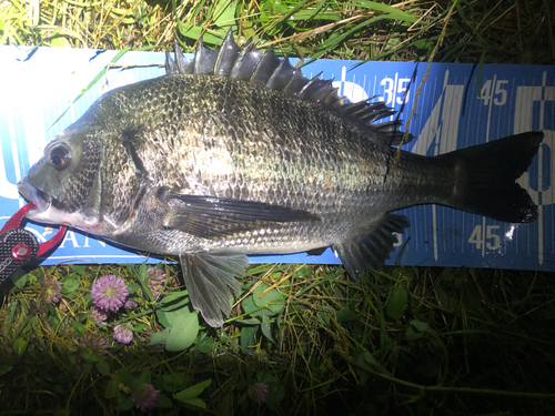 クロダイの釣果