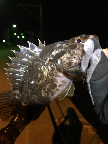 タケノコメバルの釣果