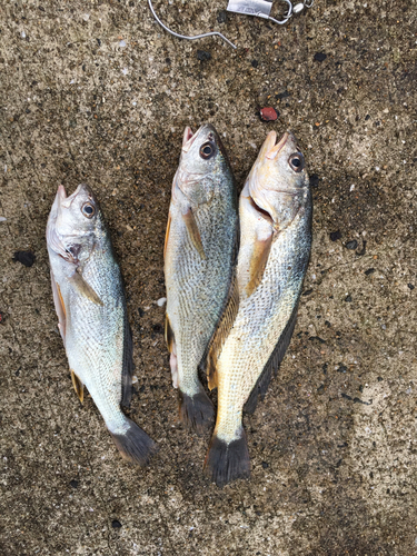 シログチの釣果