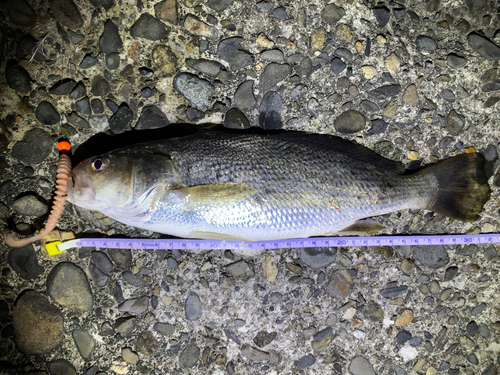 イシモチの釣果