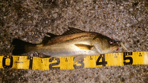 シーバスの釣果