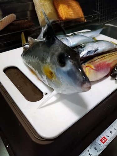 釣果