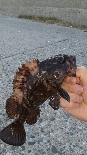 ソイの釣果