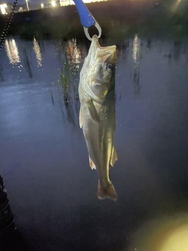 スズキの釣果