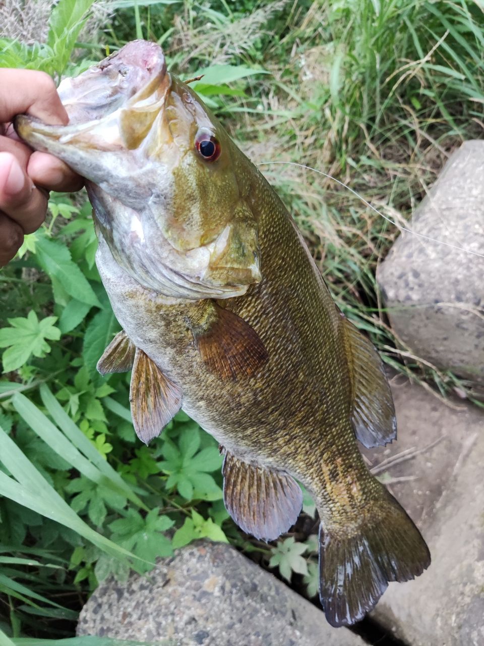 スモールマウスバス