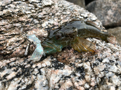 アナハゼの釣果