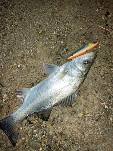 スズキの釣果