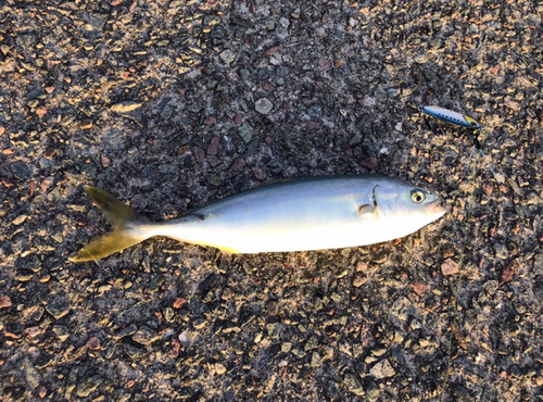 ワカシの釣果