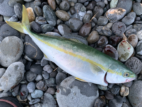 ワカシの釣果