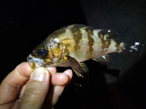 シロメバルの釣果