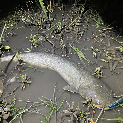 ナマズの釣果