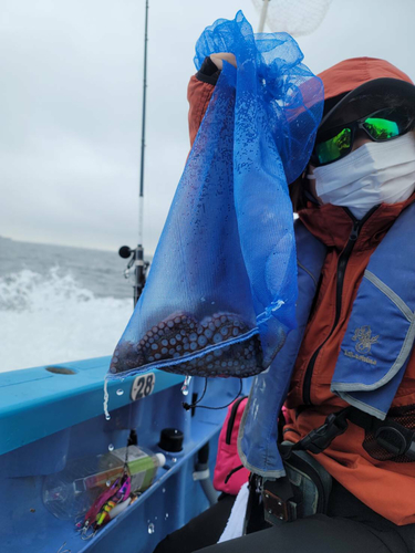 マダコの釣果