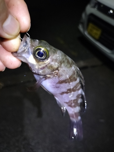 シロメバルの釣果