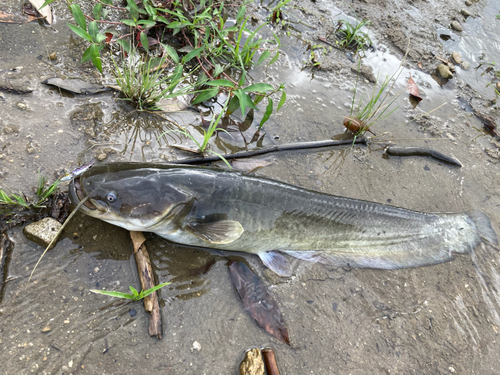 ナマズの釣果