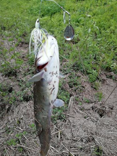 ナマズの釣果