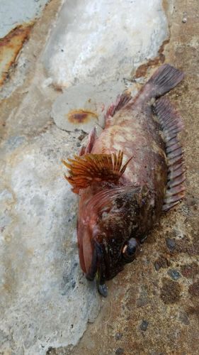 カサゴの釣果