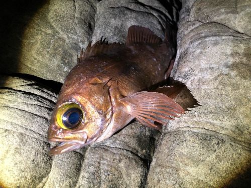 メバルの釣果