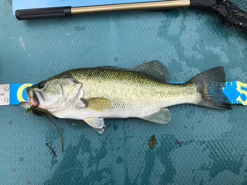 ブラックバスの釣果