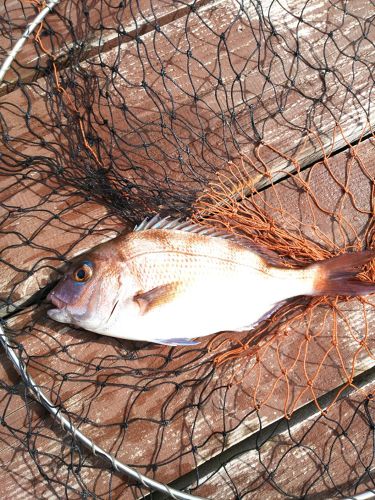 マダイの釣果