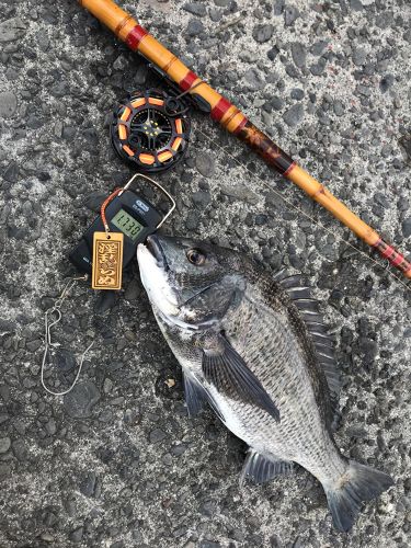 クロダイの釣果