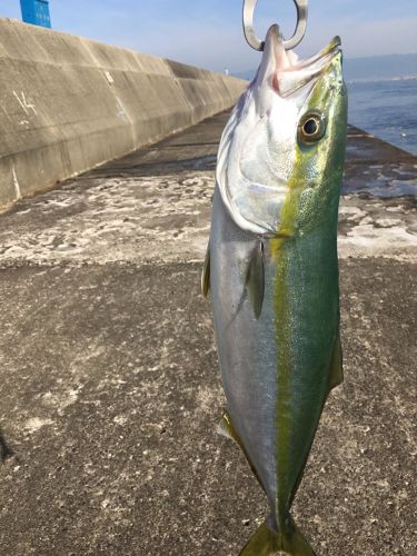 ハマチの釣果