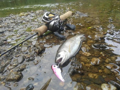 ヤマメの釣果