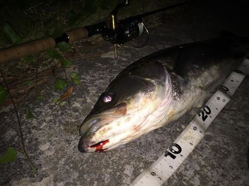 シーバスの釣果