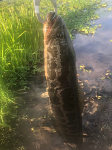 カムルチーの釣果