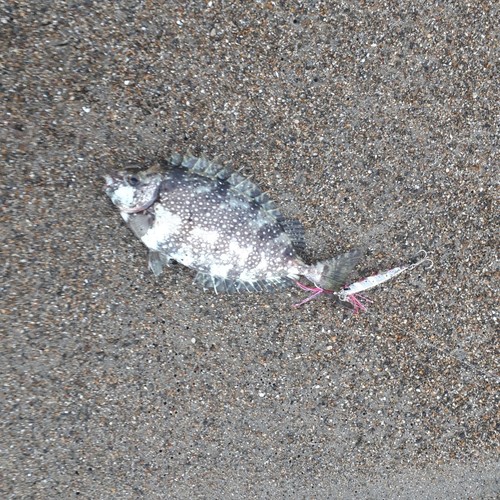 アイゴの釣果