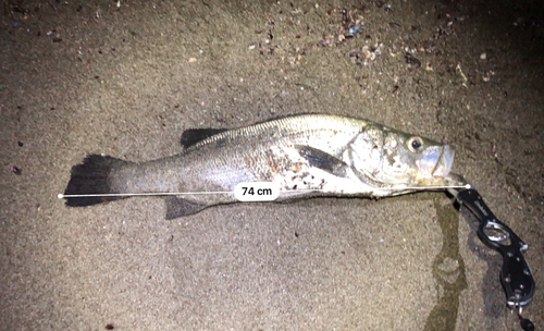 ヒラスズキの釣果