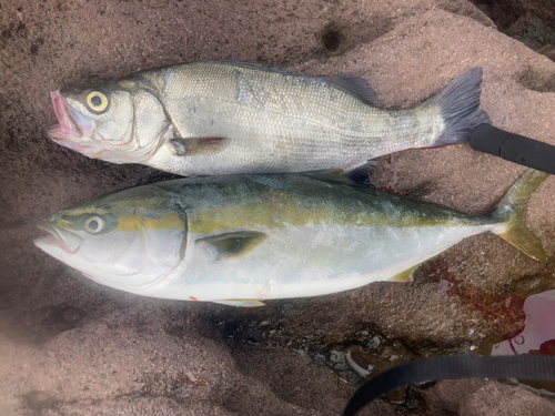 ワラサの釣果