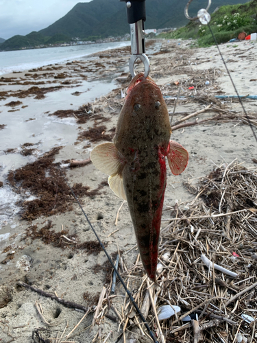 マゴチの釣果