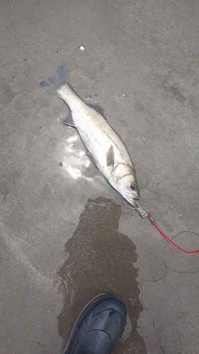 フッコ（マルスズキ）の釣果